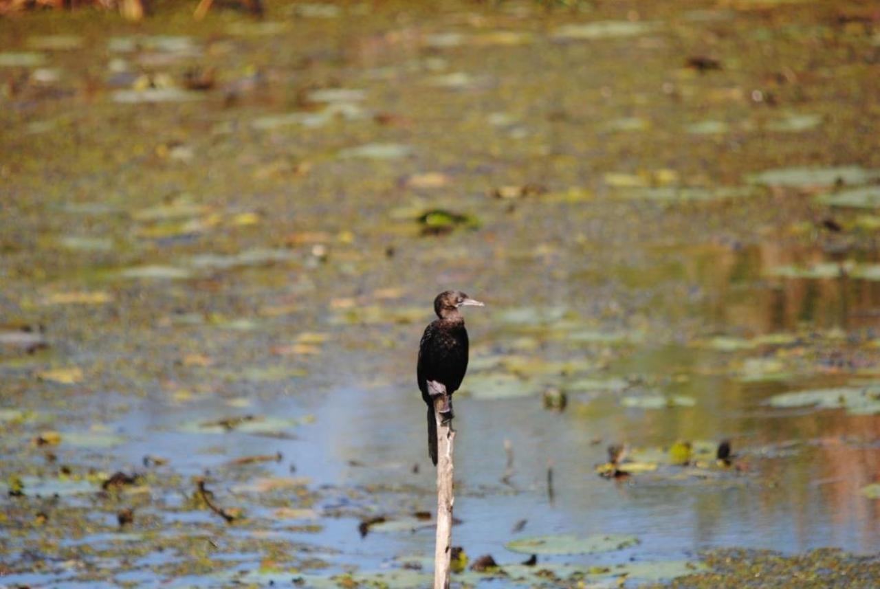 Three Little Birds Hotel แทนกาลเล ภายนอก รูปภาพ