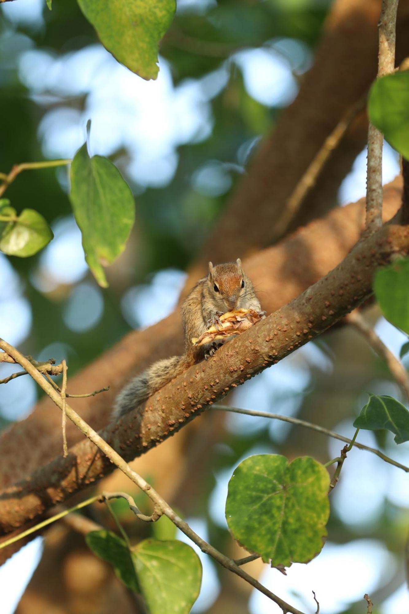 Three Little Birds Hotel แทนกาลเล ภายนอก รูปภาพ